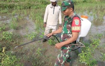 Serda Safii dari Koramil 21/Mdt turun kesawah membantu Penyemprotan Lahan Sawah Menuju Musim Tanam