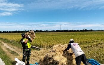 Babinsa Koramil 04/Peureulak Serma Yoyon Turun ke Tengah Sawah, Bantu Petani Memanen Padi 