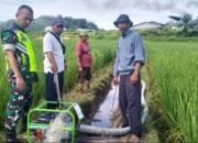 Melaksanakan kegiatan pertanian Sertu Nawi Iskandar, Babinsa Koramil 11/Brb, kodim 0104/Atim bersama para petani di Desa Merbo Dua