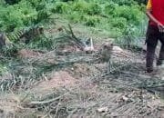 Kawanan Gajah Liar Kembali Mengamuk, Masyarakat Desak BKSDA Segera Bertindak