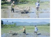 Dorong Ketahanan Pangan, Babinsa Koramil Sakti Bantu Petani Olah lahan Sawah