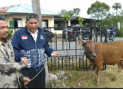 Sarhamija.SE Serahkan 1 Ekor Sapi Kepada Masyarakat Desa Syura Jadi
