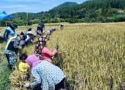 Serka Mhd Tuah Hasibuan Babinsa Koramil 05/Linge Dampingi pok Tani Singkite Desa Kute Keramil.