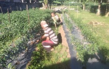 Babinsa Bantu Petani Cabe di Desa Binaan Hadapi Tantangan Cuaca Ekstrem