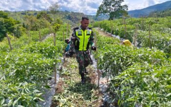 Serma Edi Suryono Babinsa 09 Ketol Bantu Warga Bersihkan Lahan Cabai