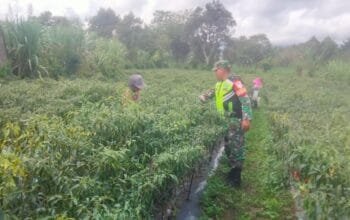 Dukung Ketahanan Pangan, Babinsa Koramil 09 Ketol Bantu Warga Memanen Cabai