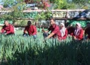 Rutan Bener Meriah Panen Bawang Daun Hasil Pembinaan WBP, Sebagai Bentuk Dukungan Ketahan Pangan Nasional