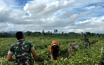 Babinsa TNI Bantu Kelompok Petani Cabai Demi Wujudkan Ketahanan Pangan Nasional