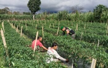 Untuk Menghasilkan Produksi Buah Cabai Yang Berkualitas, Ini Yang Dilakukan Babinsa Koramil 09 Ketol