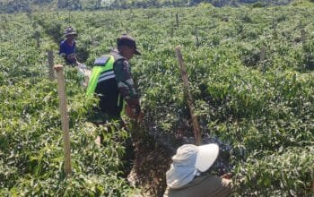 Sertu Sopian,Babinsa Koramil 09 Ketol Bantu Warga Bah Panen Buah Cabai