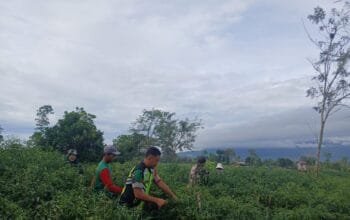 Kopda Amri Prayogi,Babinsa Koramil 09 Ketol, Membantu Warga Jaluk Memanen Buah Cabai