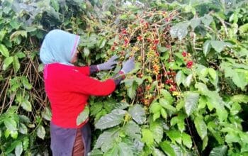 Petani Kopi Di Bener Meriah Mengeluh, Harga Kopi Semakin Tidak Stabil