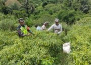 Serda Suherman,Babinsa Koramil 09 Ketol Bantu Warga Memanen Buah Cabai