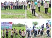 Kapolres Pidie Jaya Dukung Program 100 Hari Kerja Presiden dengan Penanaman dan Panen Jagung di Bandar Dua