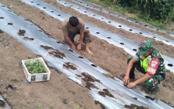 Disela Kegiatan Serda Agus, Babinsa Koramil 09 Ketol Bantu Warga Menanam Cabai