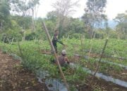 Serma Sukurdi Babinsa Koramil 09 Ketol Bantu Warga Cara Merawat dan Menanam Cabai