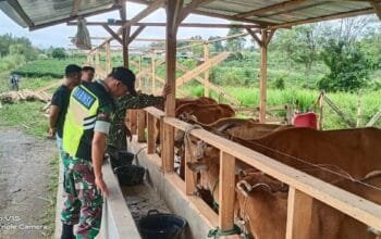 Babinsa Koramil 09 Ketol Tinjau Kandang Ternak Warga Program Hampangan