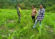 Pastikan Tanaman Jagong Tumbuh Subur, Hal Ini Yang Dilakukan Serma Sarno Babinsa Koramil 09 Ketol Ke Para Petani