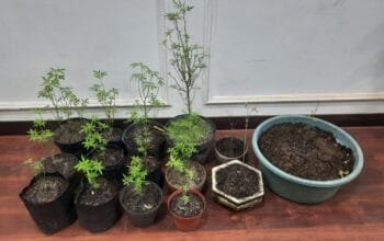 Tanam Ganja di Pekarangan, Pria 64 Tahun di Malang Dibekuk Polisi