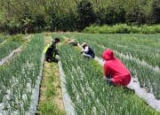Upayakan Hasil Panen Yang Maksimal, Babinsa Koramil 09 Ketol Bantu Warga Bersihkan Rumput Liar
