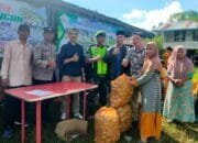 Kapung Tensaran bagikan Hasil Panen Kentang 15 Ton.