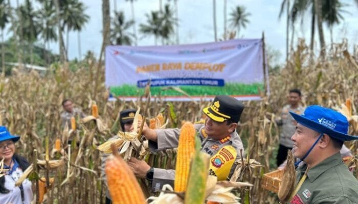 Polresta Manado Gelar Panen Raya Demplot Jagung di Mapanget, Wujud Sinergi untuk Ketahanan Pangan