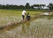 Sertu Riki Fernandes: Dengan Adanya Mesin Pompa Air Ini Sangat Membantu Masyarakat Dalam Penyediaan Air