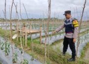 Sinergi Polsek Jangka Buya dan Warga: Transformasi Lahan Tidur Jadi Produktif