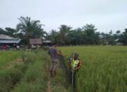 Tinjau Ketahan Pangan Babinsa Koramil 04 Membantu Petani Memasang Pagar