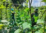 Untuk Menjaga Ketahan Pangan Babinsa Koramil 06/Manyak Bantu Petani Merawat Tanaman Timun