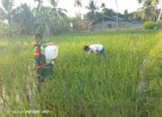 Untuk Terhindar Dari Serangan Hama Sertu Indra Melakukan Penyemprotan Padi Milik Masyarakat