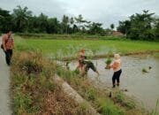 Sertu Jefri: Hal Ini Dilakukan Sebagai Wujud Nyata TNI Dalam Mensukseskan Swasembada Pangan