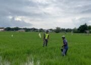 Sertu Ramayanto: Untuk Memaksimalkan Capaian Produksi Gabah Saat Panen Nanti, Diperlukan Perawatan Tanaman Padi
