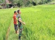 Babinsa Akan Terus Mengawal Sampai Tiba Musim Panen, Sehingga Program Pemerintah Swasembada Pangan Akan Tercapai