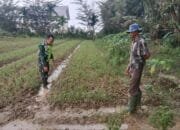 Sertu Riki Fernandes Melakukan Komsos Kepada Petani Sayur Kangkung
