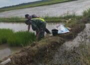 Koptu Fauzi Membantu Petani Untuk Mensukseskan Program Ketahanan Pangan