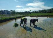 Kegiatan Ini Merupakan Wujud Kebersamaan Antara Tni Dengan Rakyat Dalam Mensukseskan program pemerintah mengenai swasembada pangan