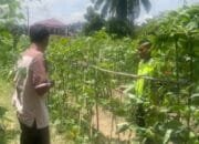 Sertu Ramayanto: Pentingnya Pendampingan Ini Sebagai Bentuk Kepedulian TNI Terhadap Sektor Pertanian