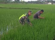 Sertu A. Yahya Bersama Petani Melaksanakan Pemantauan Perkembangan Tanaman Padi
