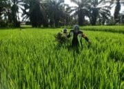 Sertu Tatang: Kegiatan Ini Dilakukan Wujud Dukungan TNI Dalam Mendukung Ketahanan Pangan