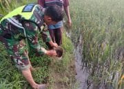 Menghindari Dari Serangan Hama Sertu Isa Bersama Petani Melakukan Pemasangan Racun Tikus