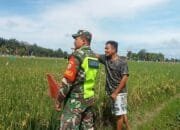 Serda Adi: Kegiatan Yang Dilakukan Babinsa Ini Dilaksanakan Untuk Memantau Hasil Usaha Petani