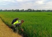 Sertu Joko Mendamping Petani Mengecek Tanaman Padi Yang Sudah Mulai Menguning