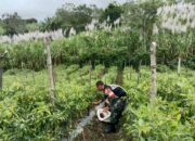 Wujudkan Program Hampangan,Babinsa Bantu Petani Memanen Buah Cabai
