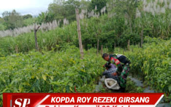 Bentuk Nyata Peran Babinsa Koramil 09 Ketol Dalam Membantu Warga Dukung Hampangan