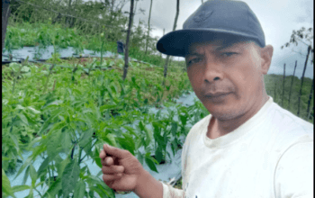 Kembangkan Bibit Buatan Sendiri, Pria Cemparam Ini Raup Keuntungan Puluhan Juta Rupiah