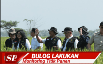 Menjelang Perubahan HPP, Bulog Lakukan Monitoring Titik Panen