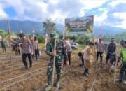 Dukung Program Pemerintah Kapolsek Linge Bersama Muspika dan Masyarakat Tanam Jagung Serentak di Kampung Gelampang Gading