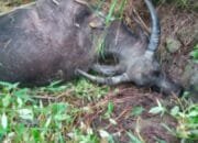 Harimau mangsa Ternak Kerbau warga Di Kecamatan Linge,Warga Resah Berharap BKSDA Segera Atasi