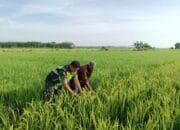 Sertu Isa: Dengan Mendatangi Sawah Secara Langsung Maka Babinsa Bisa Mengetahui Kondisi Tanaman Padi